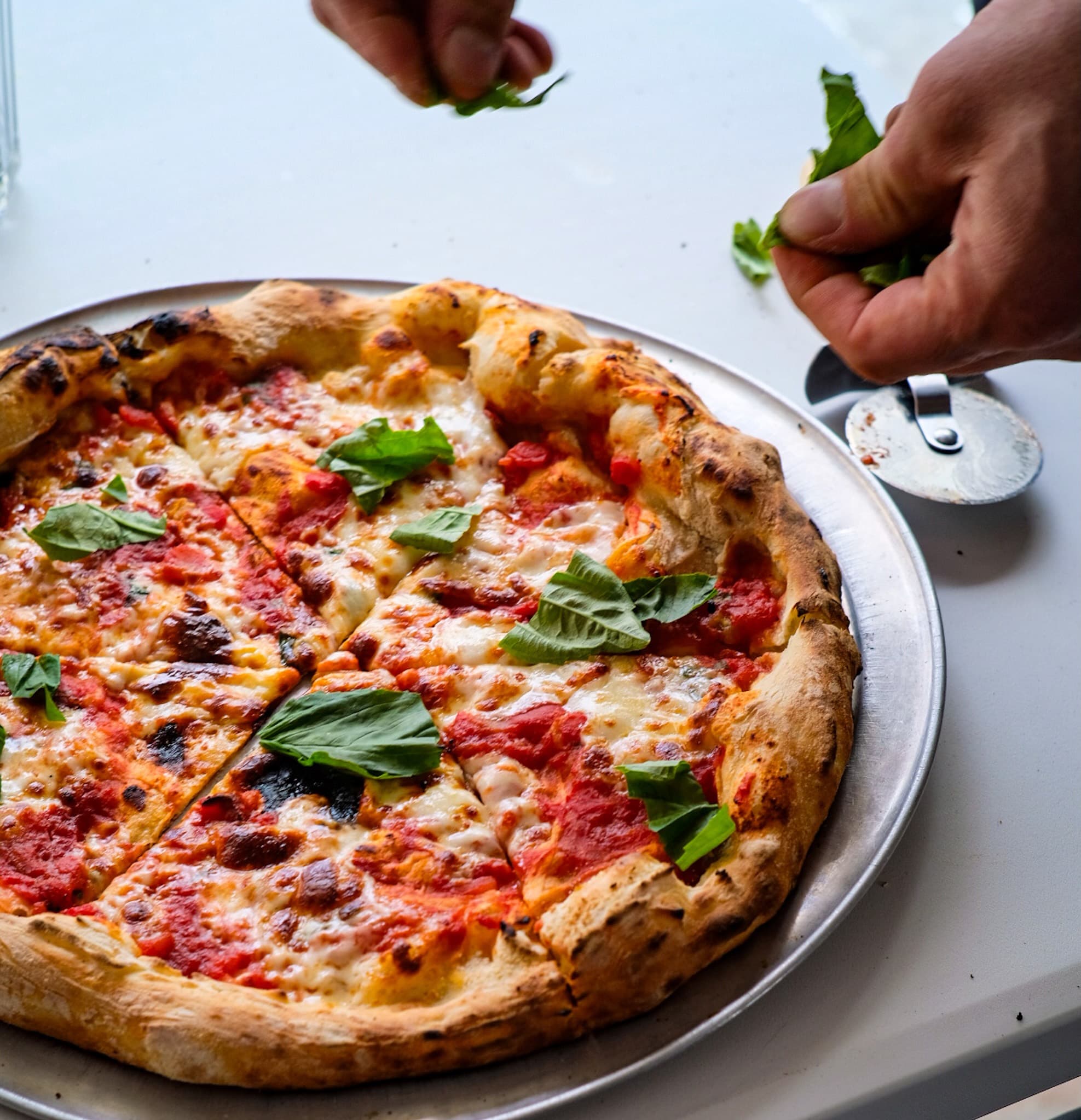 Hands tearing fresh basil onto a hot Margherita straight from the oven